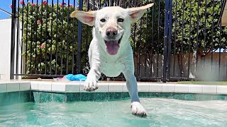 LABRADOR HAS A POOL DAY!! by Life with Labrador Lucy 20,085 views 9 months ago 5 minutes, 15 seconds