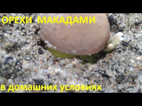 Как вырастить макадамию в домашних условиях