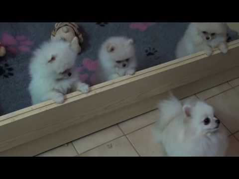 Zwergspitz Pomeranian Welpen mit  Ahnentafel Farbe weiß-creme