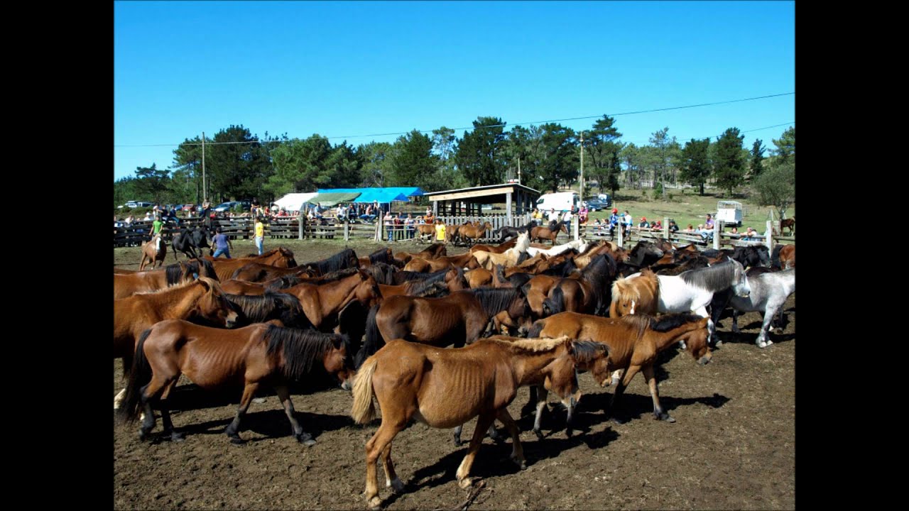 Curro da Enxa