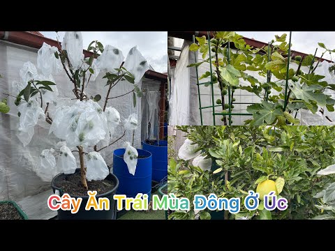 Video CUỘC SỐNG ÚC l THAM QUAN VƯỜN CÂY ĂN TRÁI MÙA ĐÔNG CỦA... - youtube