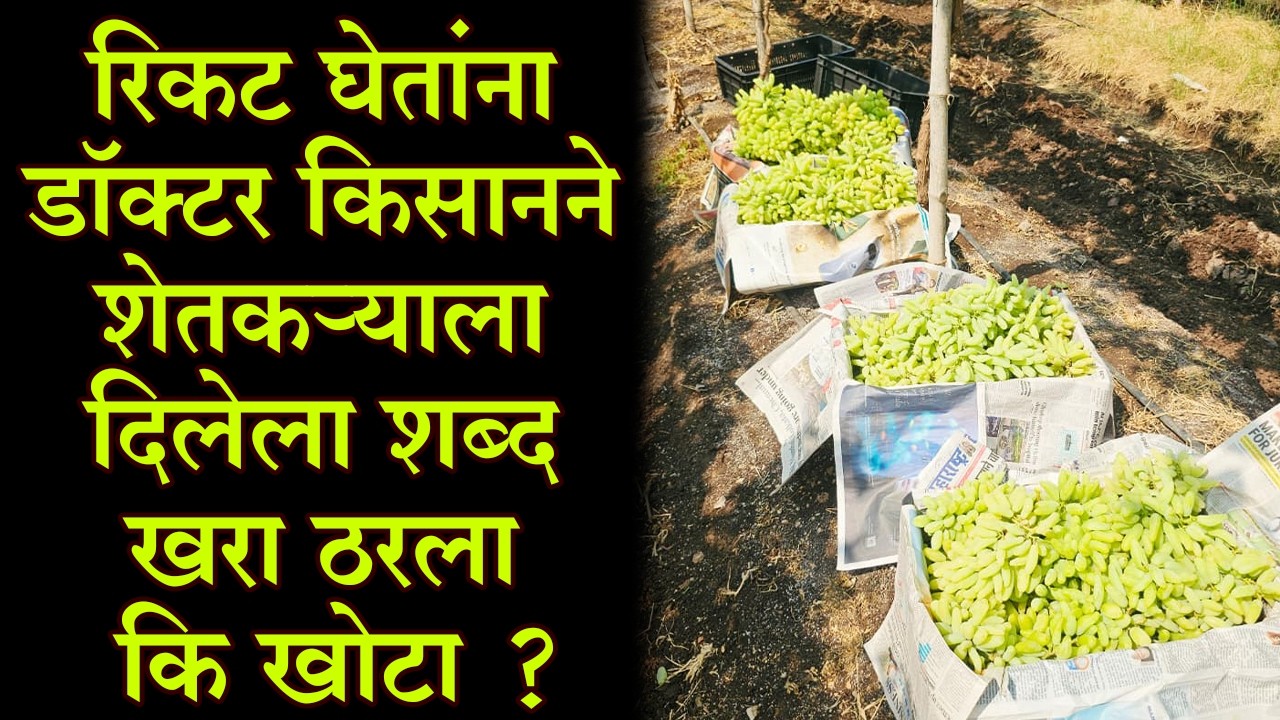 रिकट घेतांना #डॉक्टर_किसानने #शेतकऱ्याला दिलेला शब्द खरा ठरला कि #खोटा?।#Doctor_Kisan#द्राक्ष#fruit।