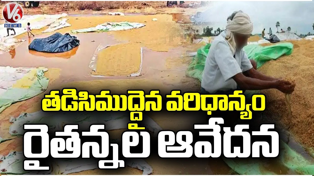 Farmers Worried Over Crop Loss Due To Heavy Rain In Medak District | V6 ...