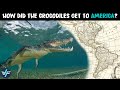 How Did The Crocodiles Get To America
