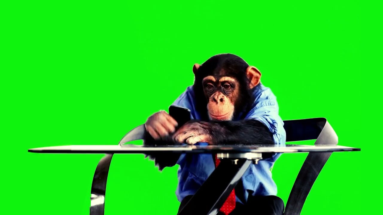 Funny Monkey Green Screen Video 