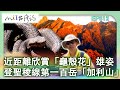 【台灣誌 #812】聖稜線！ 探險台灣十五年 加利山頂 臥看聖稜霞光_20180128