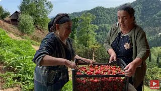 WE PICKED STRAWBERRIES AT THE TOP OF THE MOUNTAIN IN THE RAIN