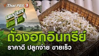 ถั่วงอกอินทรีย์ ราคาดี ปลูกง่าย ขายเร็ว : มหาอำนาจบ้านนา (24 พ.ย. 62)