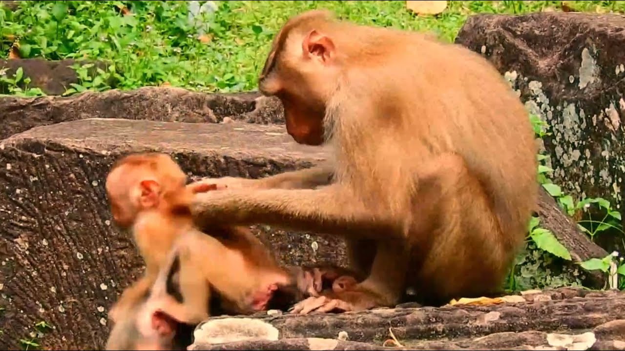 Sorry, I cannot stand very greedy orphan baby Angela hugging & pushing BB Rainbow falling down both.