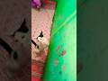 #cat reels video