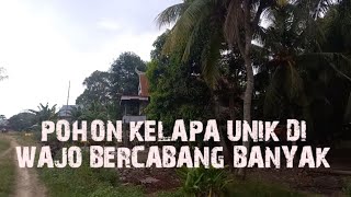 🔴Pohon Kelapa Bercabang Unik Di Larukkateo, Kec. Belawa Kabupaten Wajo Part 2