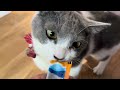 子猫がくしゃみするので、ただの風邪かと思ったら…Why do kittens sneeze?
