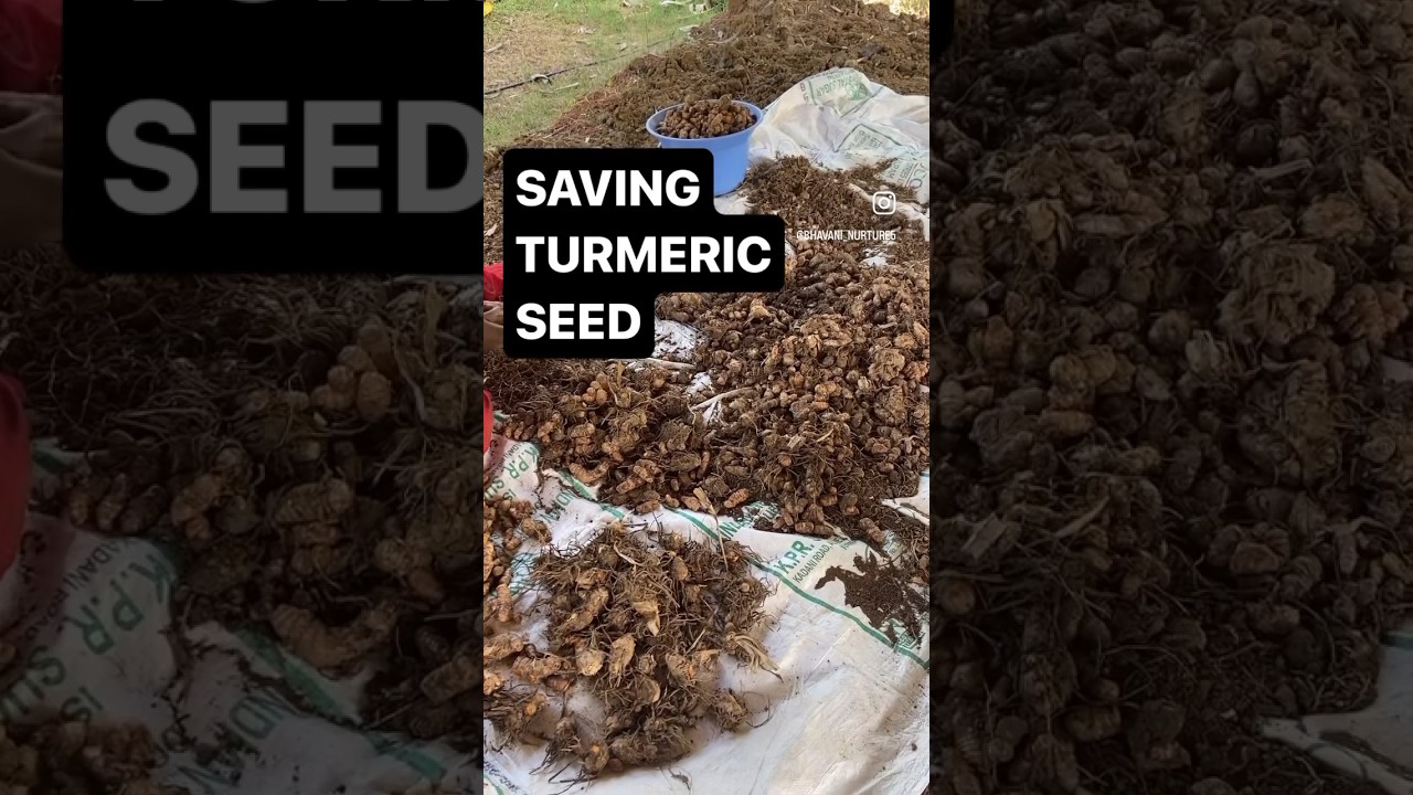 How to save Turmeric seed||Bhavani||nurture5|| 