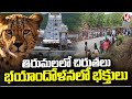 Ground Report: One More Cheetah Spotted In Alipiri Steps, Devotees In Fear | Tirupati | V6 News