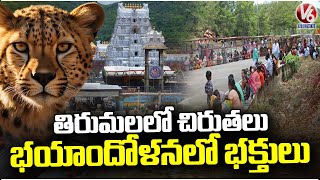 Ground Report: One More Cheetah Spotted In Alipiri Steps, Devotees In Fear | Tirupati | V6 News