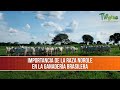 Importancia de la Raza Nelore en la Ganadería Brasilera- TvAgro por Juan Gonzalo Angel