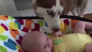 The Time Our Baby And Puppy First Met