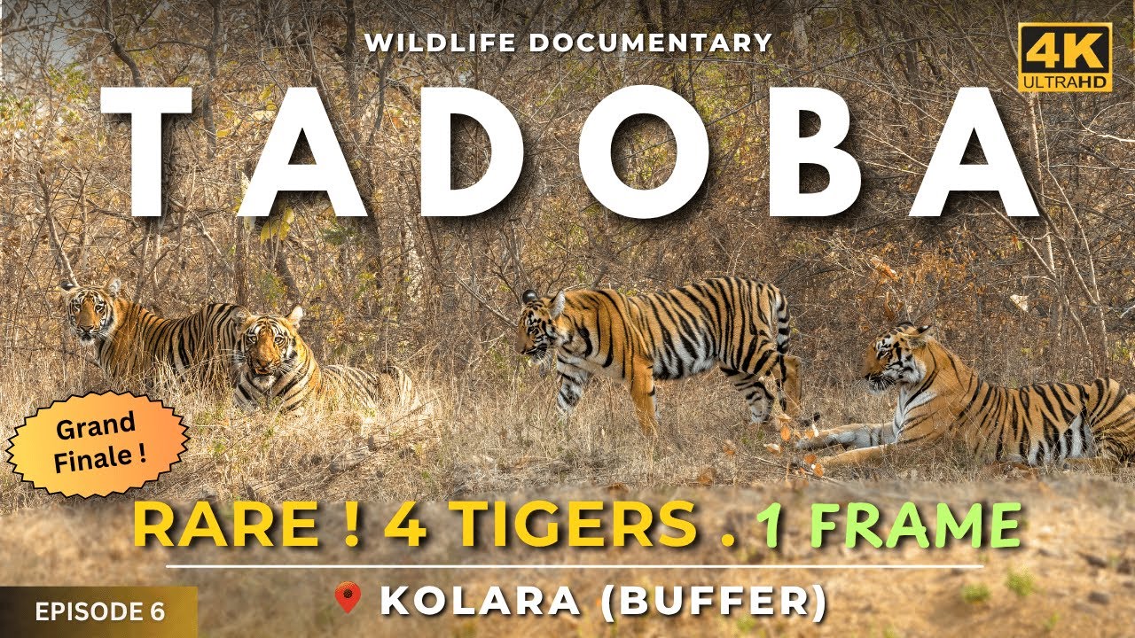 RARE ! 4 Tiger Sighting in 1 Frame! 🐅 | Tadoba Grand Finale | Kolara Buffer | 4K UHD | Ep 6