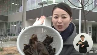 味わいちがさき 旬な情報 えぼしわかめ Youtube