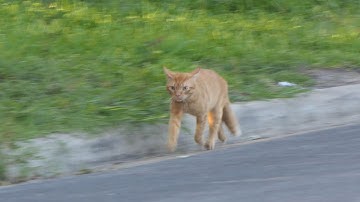 Cat assesses situation when Mockingbird attacks