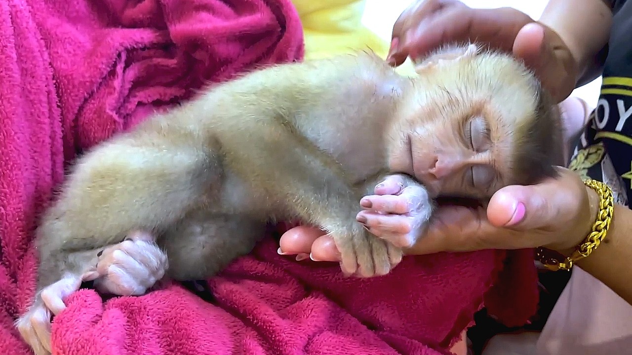 People Grooming ASMR, Guaranteed Tingles For Baby Monkey Need Instant Sleep In Palm No Talking