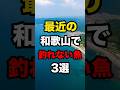 最近の和歌山で釣れない魚3選#釣り #shorts#和歌山