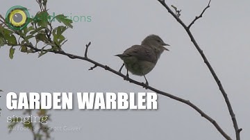 Garden Warbler - Sylvia borin - singing | song (part 1)