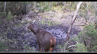 Selected Trail Camera Videos, Part 59