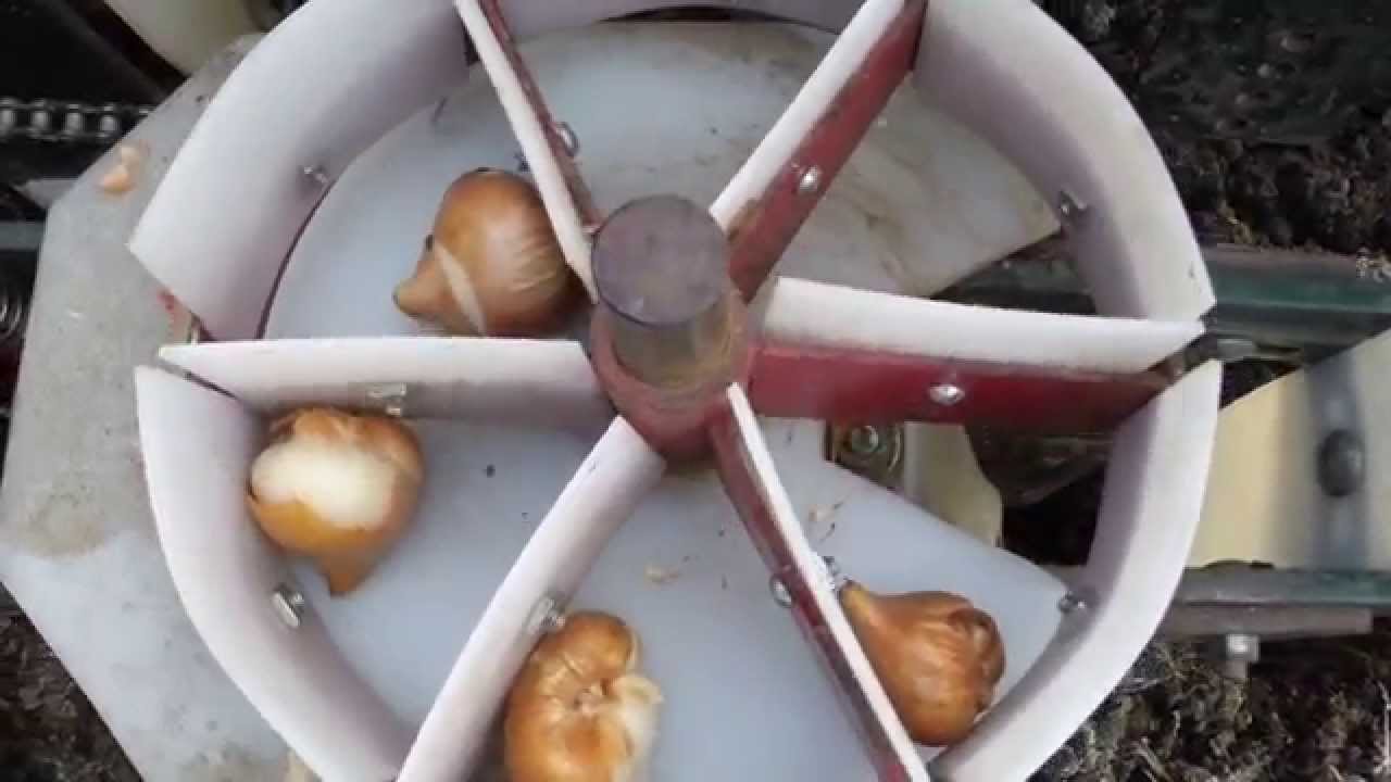 Planting 55,000 Tulips at Windmill Island YouTube