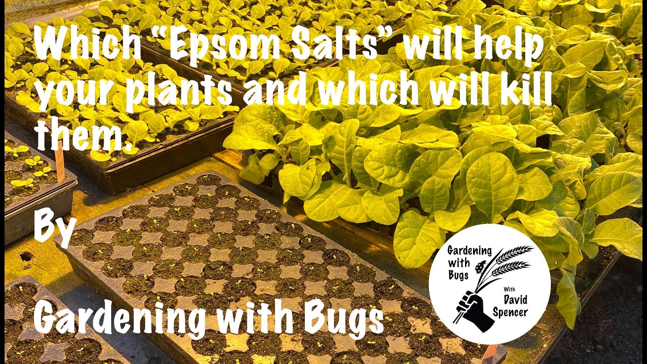 Which Epsom Salts help your plants and which will kill them. YouTube