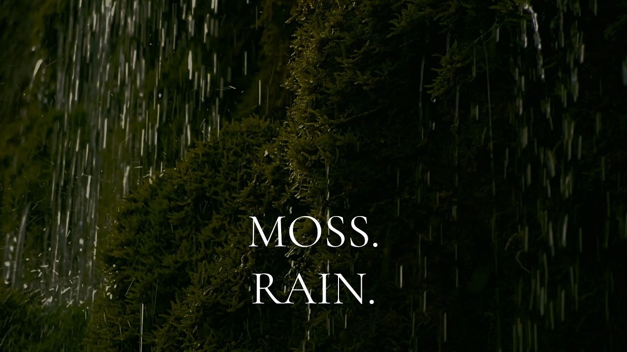 MOSS. RAIN. | 1 Hour Rain in the Rainforest for Sleep & Focus (No Music, No Voice)