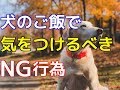 【愛犬のための知識】犬のご飯で気をつける4つのNG行為【犬を知る】
