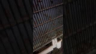 Hamam Böceği̇ İsti̇lasi