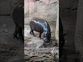 Бегемотик🦛😍Маленький детёныш бегемотик#зоопарк #бегемот #like #travel #best #newvideo #zoo #nature