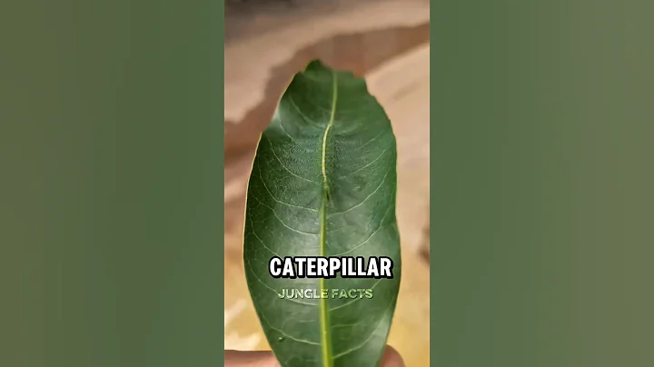 Animals That Look Exactly Like Plants (Nature’s Ultimate Camouflage)#facts #animals #wildlife thumbnail