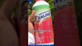 Ciri-ciri Kalinet Asli #pertanian #pupuk #kalinet #kalium #asli #palsu