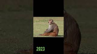 2023 Monkey Vs 6000 Bce Monkey