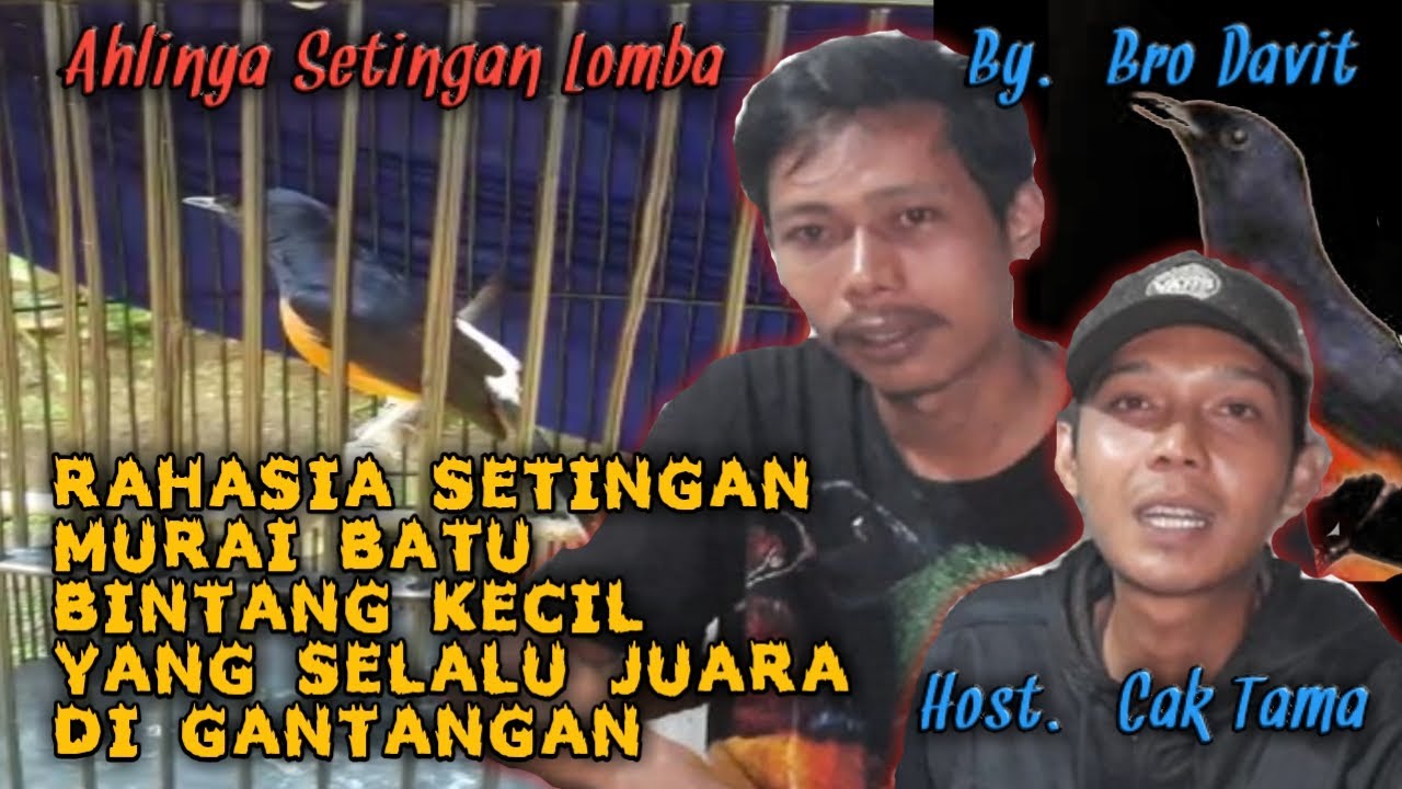 RAHASIA SETINGAN MURAI BATU BINTANG KECIL Yang Selalu JUARA di ...