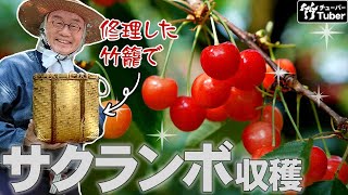 Taketora] The beautifully revived bamboo baskets are proving
