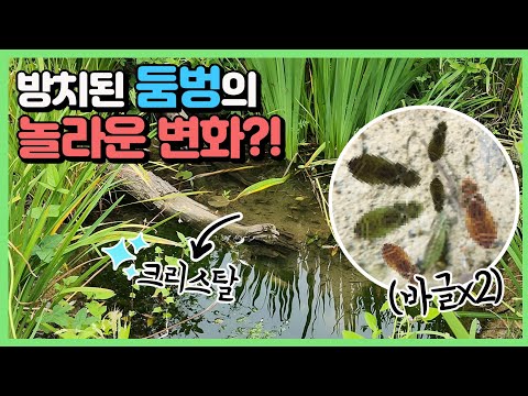 만든지 3년된 연못에 모기가 한마리도 없는 이유?! #너구리🦝 #두꺼비 출연