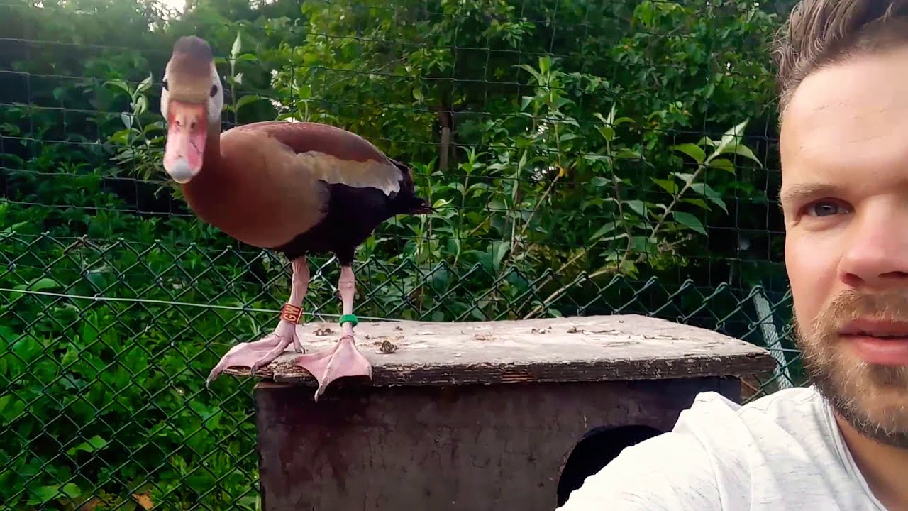 My pet black-bellied whistling duck