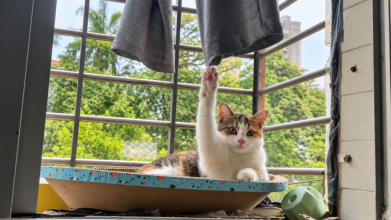 Cat Keeps Paw Raised After Claw Catches Hanging Clothes