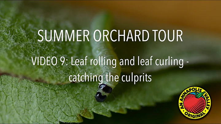 Video 9: Leaf rolling and leaf curling  catching t...