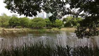 Zeiss Clic Dialyt Tp 7X42