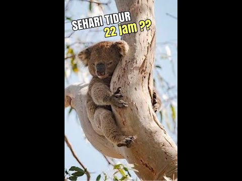 Video: Adakah daun eucalyptus beracun kepada koala?