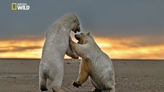 Ice Bear Predators [ National Geographic Documentary HD 2017 ]