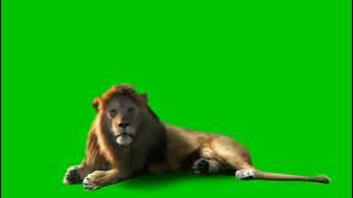 green screen singa  tom & jerry
