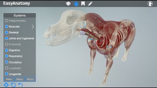 EasyAnatomy Overview Video: 3D Canine Anatomy for Veterinary Students screenshot 2