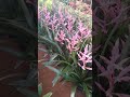 Beautiful Indoor plant|| #plants #beautiful #nature #shorts #youtube