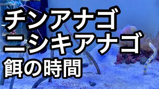 チンアナゴ  ニシキアナゴ  餌の時間  海水水槽